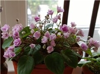 Cirelda ( P. Tracey)