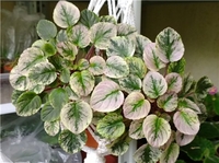 трейлер неизвестный: