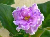 ПТ-Анжелика